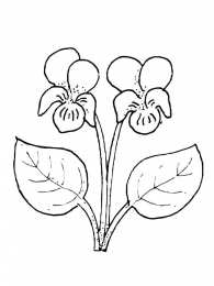 Фиалка Домашний цветок фиалки