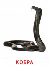 Животные Карточки животные