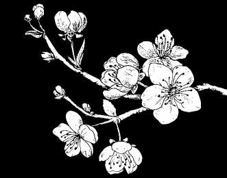 Весна Раскраски с изображением цветущего дерева.