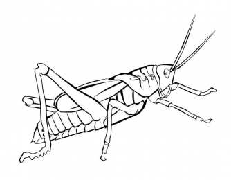 Насекомые Раскраски с насекомыми. Изучаем с ребенком окружающий мир