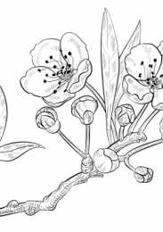 Весна Раскраски на тему время года весна