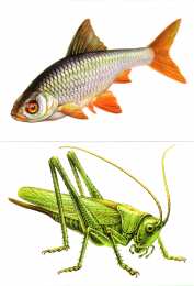 Насекомые Карточки с насекомыми 