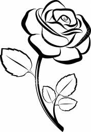 Роза Цветок розы