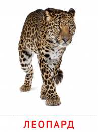 Животные Карточки животные