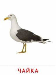Птицы Карточки птицы