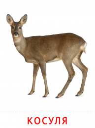 Животные Карточки животные