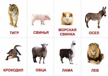 Окружающий мир Карточки с животными и насекомыми