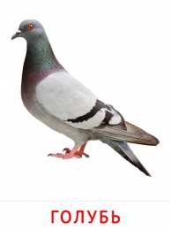 Птицы Карточки птицы