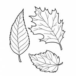 Осень Осенние раскраски. Времена года