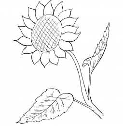 Подсолнух Подсолнух