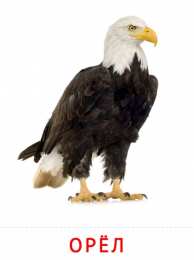 Птицы Карточки птицы