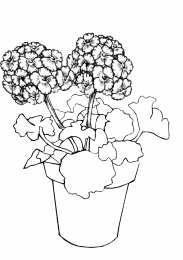 Герань Домашний цветок герани