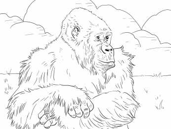 Горилла  Горилла. Большие обезьяны