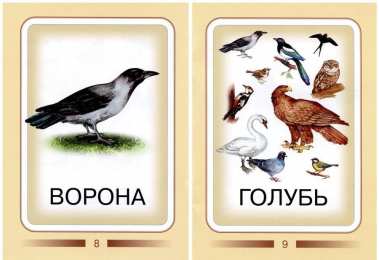 Птицы Карточки для изучения птиц с детьми