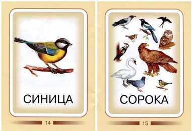 Птицы Карточки для изучения птиц с детьми