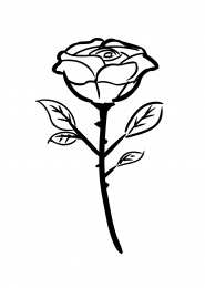 Роза Цветок розы