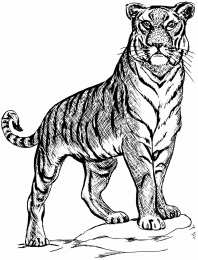 Тигр Раскраски с тиграми
