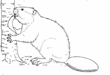 Бобер Животное бобер. Бобры могут строить платины и грызть деревья