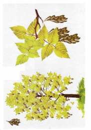 Окружающий мир Карточки с деревьями кустарниками листьями и грибами