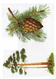 Окружающий мир Карточки с деревьями кустарниками листьями и грибами