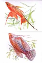 Рыбы Карточки с рыбами