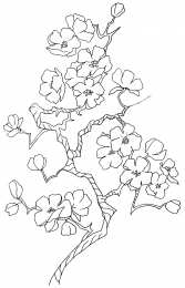 Весна Раскраски с изображением цветущего дерева.