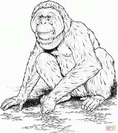 Орангутанг Обезьяна орангутанг. Самое умное животное после человека