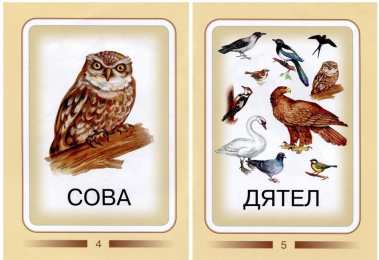 Птицы Карточки для изучения птиц с детьми