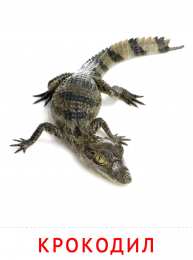 Животные Карточки животные