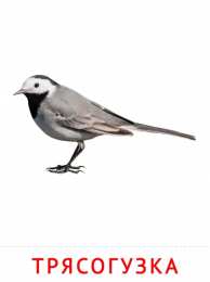 Птицы Карточки птицы