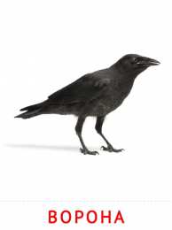 Птицы Карточки птицы