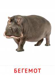 Животные Карточки животные