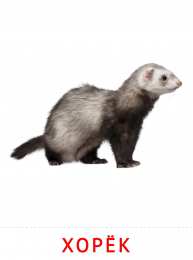 Животные Карточки животные