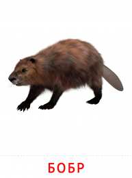 Животные Карточки животные