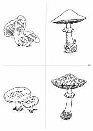 Окружающий мир Карточки с деревьями кустарниками листьями и грибами