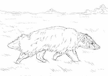 Барсук Барсук