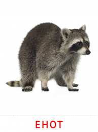 Животные Карточки животные