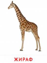 Животные Карточки животные