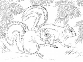 Раскраска Белка Белка Изучаем грызунов