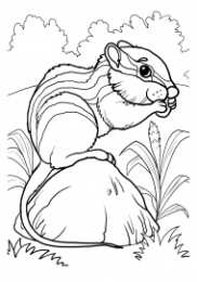 Бурундук бурундуки