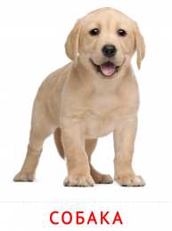 Животные Карточки животные