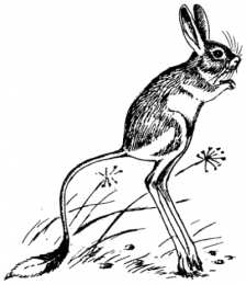 Тушканчик тушканчик. Животные степей. Грызуны