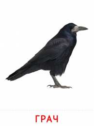Птицы Карточки птицы