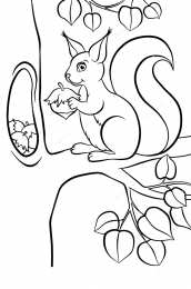 Белка Белка