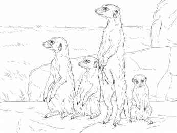 Сурикат Сурикаты стоят на задних лапках