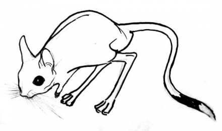 Тушканчик тушканчик. Животные степей. Грызуны