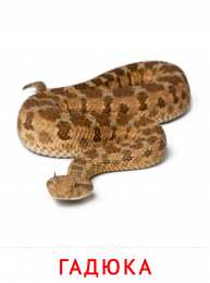 Животные Карточки животные