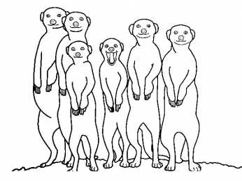 Сурикат Сурикаты стоят на задних лапках