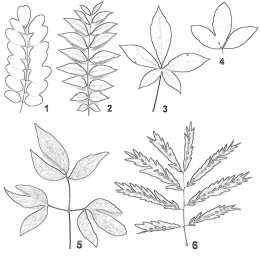 Контуры листьев Шаблоны и трафареты листьев для поделок на осеннюю тему