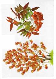 Окружающий мир Карточки с деревьями кустарниками листьями и грибами